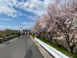 満開の桜並木
