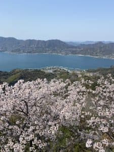 桜越しの積善山からの景色