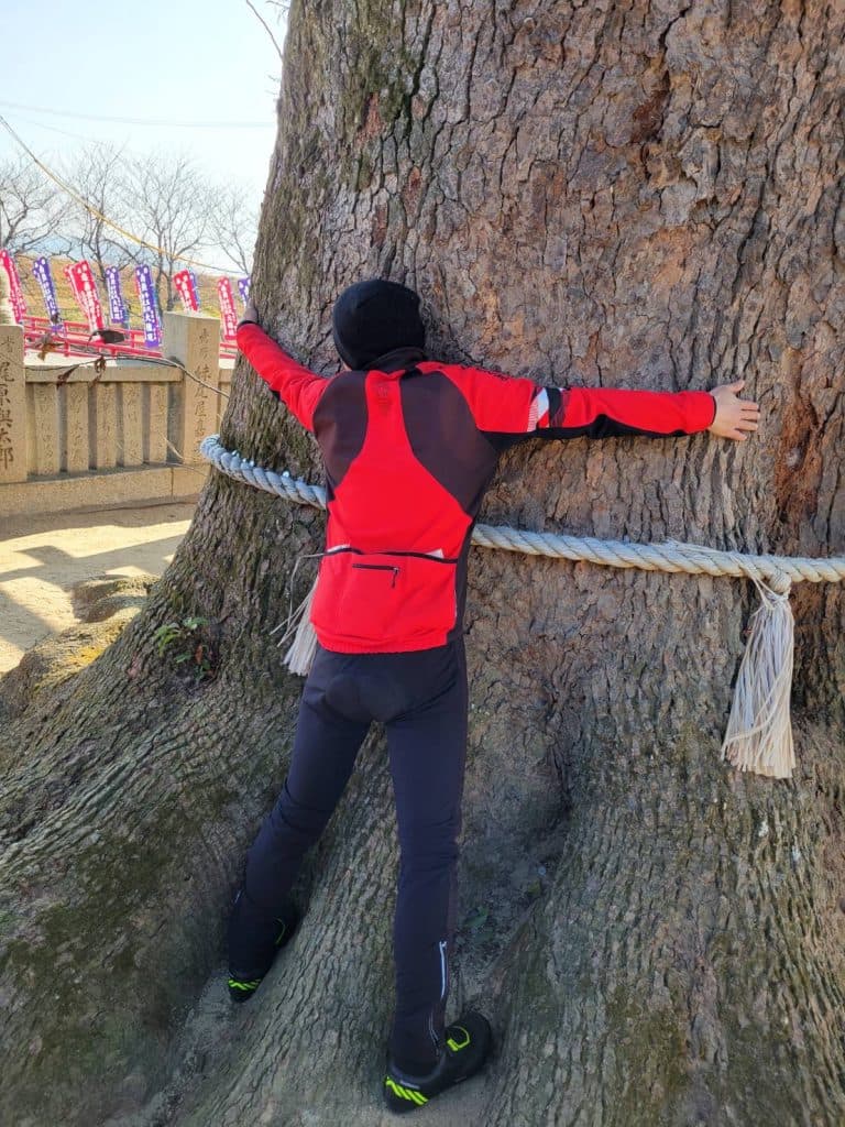 西大寺観音院楠2